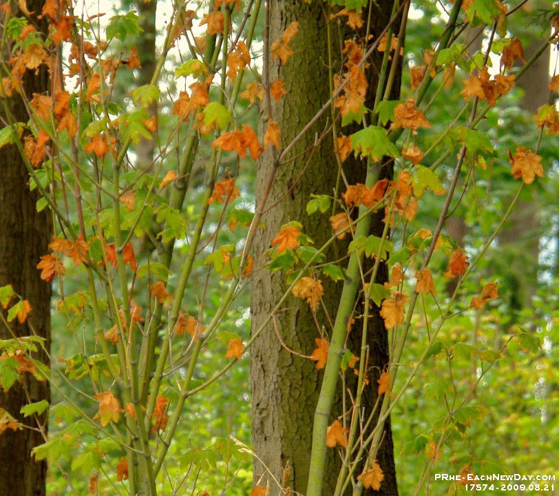 17574CrLe - Walking around Stanley Park and English Beach, Vancouver